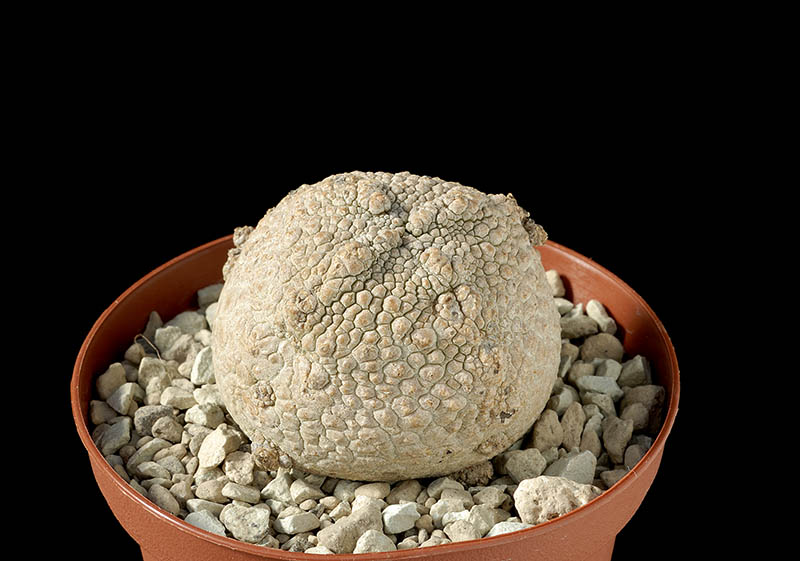 Pseudolithos harardheranus  sp. nova CM. 5 € 66,00.jpg